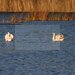 Resedinta exclusivista cu deschidere la Lacul Scrovistea